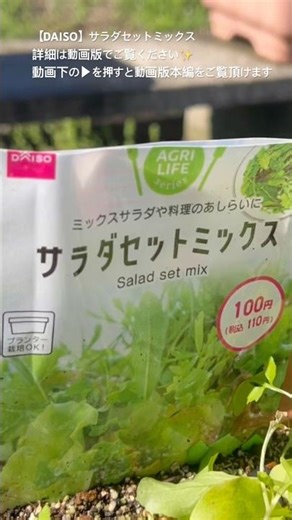 【DAISO】サラダセットミックス #園芸 #畑 #岐阜 #菜園 #gardening #ワガハタ