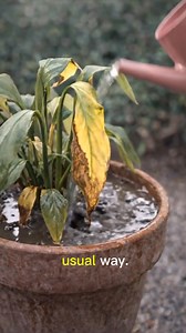 Peace Lily Turns Yellow After Watering? Here’s Why (And How to Fix It Fast) Full fix in the comments 👉 | Symphony of Flowers