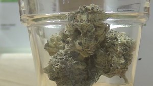 Multi-state marijuana company announces plans to close Massachusetts dispensaries