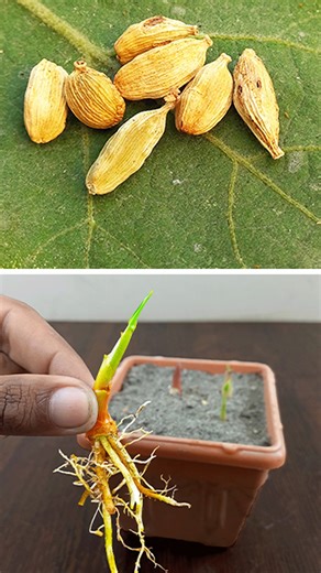 Best & easy method for grow cardamom plant at home || Method of planting from seeds #sports #short #highlights #reels #shorts | DIY IndoorGarden