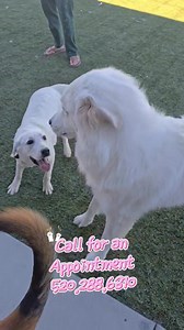 We have this beautiful puppy available for adoption! Call us to come meet her! 520.288.6310 | Paradise Parrot Rescue