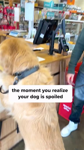 Held. Reviewed. Disgusted. #goldenretriever #funnydogs #holdandreview MARLEY NYC | Meteza