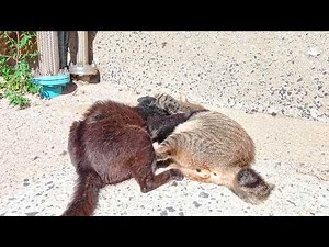 [⚠️Viewer Discretion Advised] 😼 An intense fight between two boss cats! What happened?! 😣