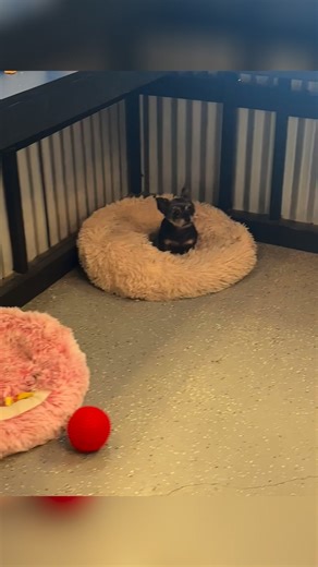 We love fridays at the salon!🫶🏽 #welovewhatwedo #prettypaws #grooming | Pretty Paws