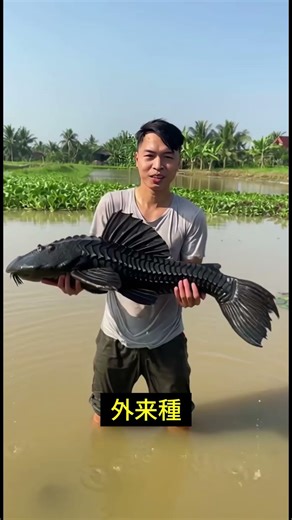 なぜ中国は「無害な魚」を大量駆除しているのか？衝撃の真実！