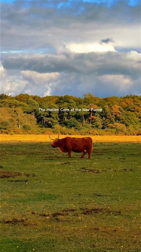 4.8K views · 87 reactions | The hidden calm of the New Forest: an...