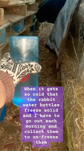 It’s SO COLD 🥶that the rabbit water bottles are FREEZING SOLID‼️❄️💙#socold#bunny#snow#freezing#