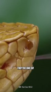 Deadly Island Survival Test! | How to Survive Show