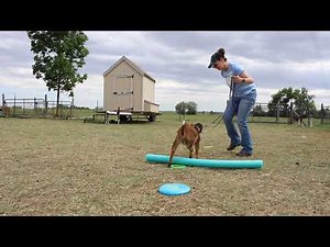 Teaching Baby Goat to Walk on a Leash - Intermediate Level