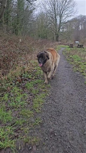 a beautiful walk with montana through lynemouth Dene #leonbergersoftiktok #leonberger #dog #walk