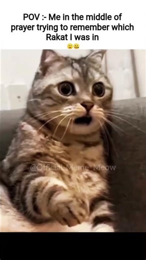Me in the middle of prayer#tweetreels #relatable #cat#catmemes#islam#namaz#shorts #viral #fypシ゚viral