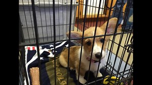 Madison County Animal Shelter Takes In Dogs Rescued From Puppy Mill