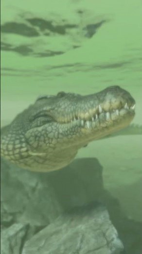 The new Crocodiles in Rust are SCARY #rustupdate #rust #rustcrocodile