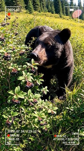 30 nearly safe grizzly bear encounters | Meow flix