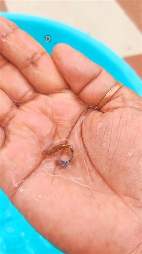 Lapord cobra guppy fish 1-365 days #grow #guppy #philippines #ytshorts