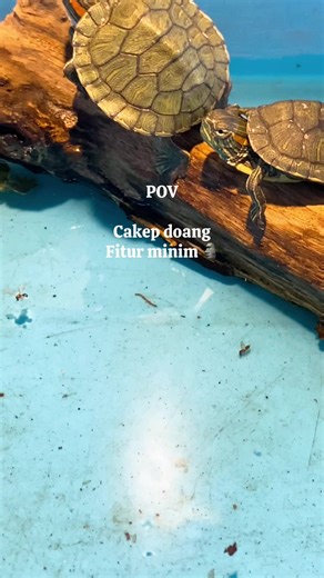Fitur : ✅ berenang #kura #kurakurabrazil #reptile #fyp