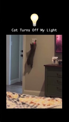 Lazy Life Hack: Smart Cat Light Switch