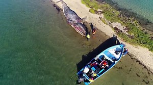 2M views · 33K reactions | Para descobrir onde as fêmeas dos grandes tubarões-brancos dão à luz, um trio de cientistas planeja comparar sequências de DNA dos filhotes desses animais, em um local remoto na costa mexicana. Apesar de contar com tecnologia de ponta, eles enfrentam desafios imprevistos e são forçados a procurar a região onde nascem os filhotes à moda antiga. O sucesso da expedição pode resultar em um avanço científico. | Discovery Brasil | Facebook