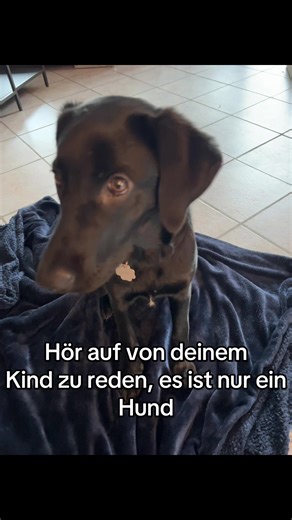 Understanding Your Dog: The Borador's Unique Traits