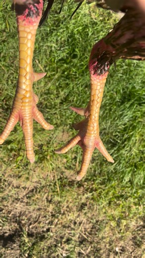 Lock 💪💪 | Java Aseel