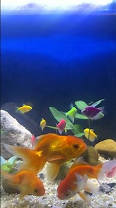 Relaxing Aquarium Fish Tank 4K UHD 🌊 Peaceful Underwater World for Sleep