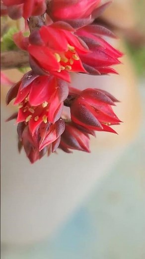 staMEN = Male Part? Flower Science You’ll Remember 🌺 #lifescience #naturalscience