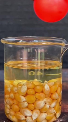 Heating Yellow Corn Kernels in a Clear Beaker