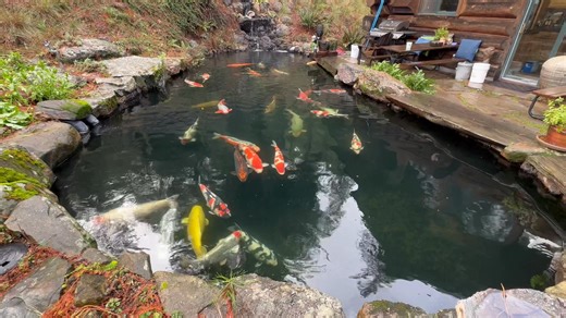 Three inches of rain last night and more on the way. Adding some baking soda, keeping KH around 10 drops. They seem pretty at ease despite high winds and a series of storms. | Scott R. Parady