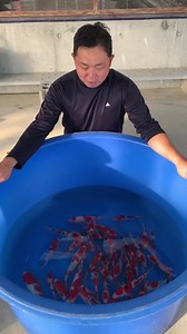 17 reactions | Specially selected and handpicked by Youichi Taniguchi san of Taniguchi Koi Farm. High quality Taniguchi Tosai Sanke for the last batch of AK 7th Grow Out 2021!! For the first time Taniguchi san support our event and due to that, he has carefully selected the top quality Tosai Sanke for all Koi hobbyists and please support AK 7th Grow Out 2021!! 殺 | AK Nishikigoi | Facebook