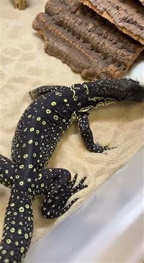 Monitor Lizard vs Mouse 🦎🐭 Lightning Fast Predator Strike