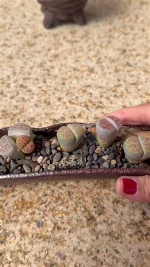 Great for limited spaces: Amazing Lithops "Living Stones" in rectangular pot