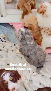 The most colorful litter of pups at the farm. #doodles #aussiedoodle | Fifth Day Farm