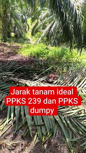 Ideal planting distance for PPKS 239 and PPKS dumpy