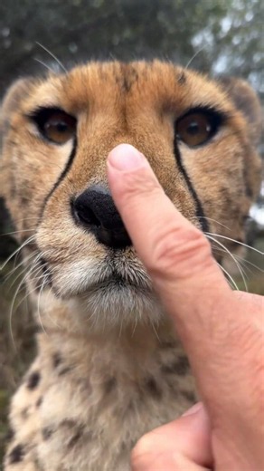 چرایوزپلنگ مثل شیر و پلنگ خطرناک نیست؟!🐆 #viral #shorts