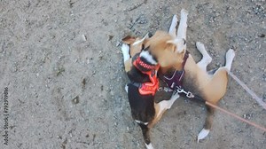 Two cute beagles playing. A playful game of two beagles. Beggle puppies at play