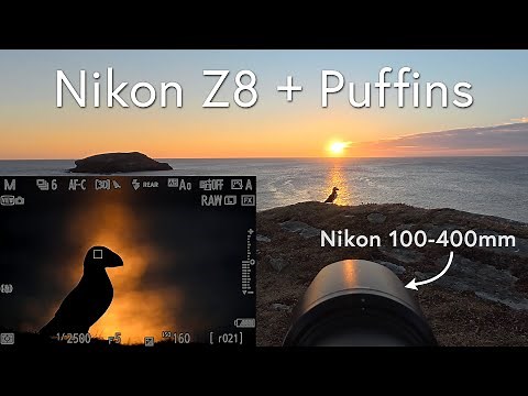 POV Wildlife Photography - Puffins with the Nikon Z8 and 100-400mm Lens in Newfoundland