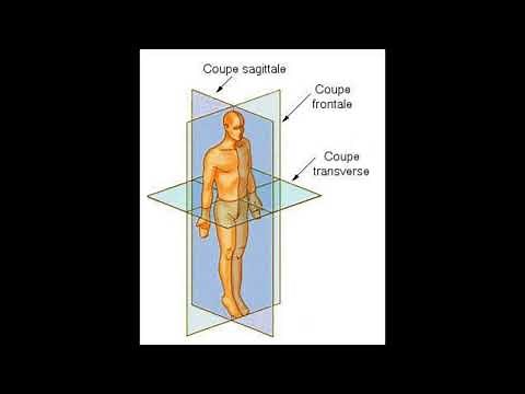 3) Cours d'anatomie humaine Les différentes coupes et vues