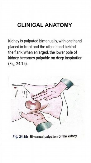 Bimanual Kidney Palpation | Clinical Anatomy Made Simple