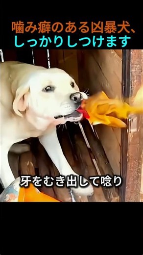 Training a Vicious Biting Dog