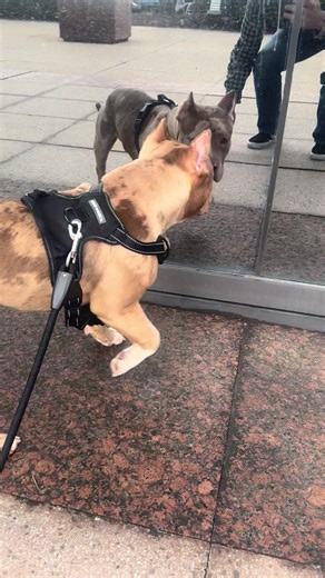 Whiskey, checking himself out in the mirror lol crazy ass 🥃 #whiskey #pitbullsoftiktok #pitbull #dogsoftiktok
