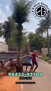 Big Coconut Tree#gardening | E Tech Garden