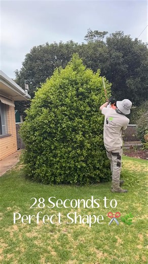 How to Trim a Shrub into a Perfect Shape ✂️🌿