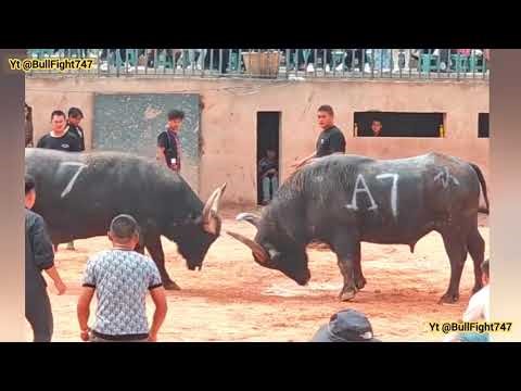 Epic Showdown! 🐃 Traditional Buffalo Fight in China 2025 Documentry #buffalofight #viral # trending