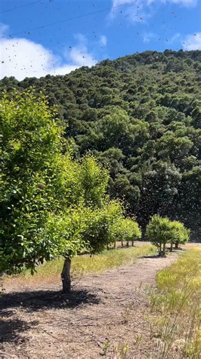 Tens of thousands of bees swarming! 🐝 #california #bees #swarm #beekeeper #beekeeping #savethebees #insects #animals | California Bee Company