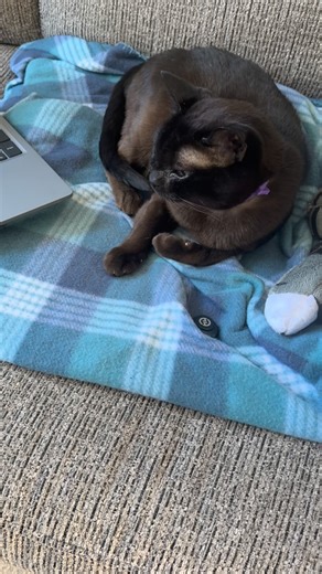 @archidekt_mtg on Instagram: "Setting up an Archidekt account is so easy a cat can do it. Rhystic_Kitty has her decks online! archidekt.com/folders/1362054 #edh #mtgcommander #commander"