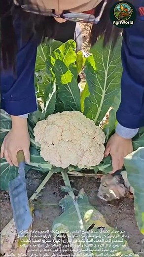 #farming #زراعة #explore حصاد الملفوف الكرنب: Cabbage harvesting.