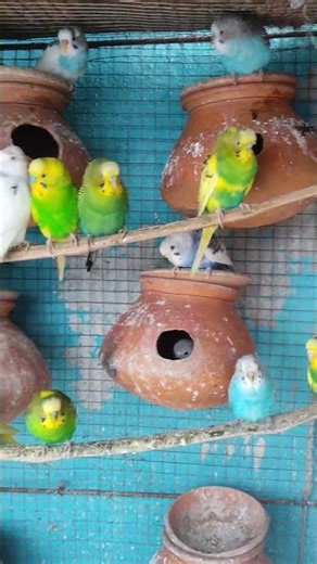 gorur gari #birds #comedy #cow #shorts #ytshorts