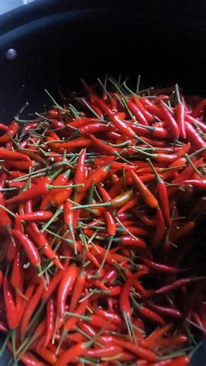 Siling labuyo | My Daily Routine Vlog