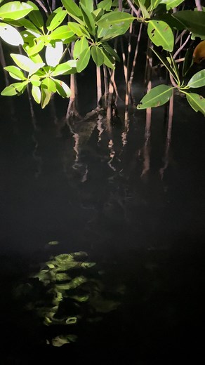 Exploring Belize when the world sleeps🐊🌌🌃 Adventures awaits! Hopkins Family Adventure tours #HopkinsBelize