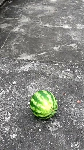 Juicy Watermelon Explosion 🍉 Drop Test